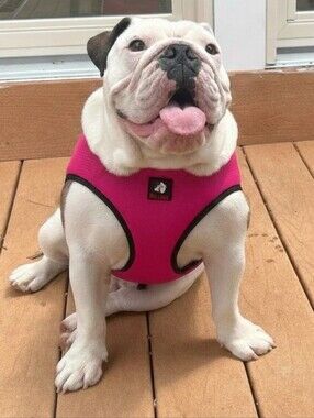 Bullhug Size Large Cooling Harness